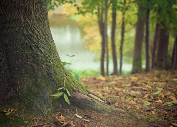Un geste qui a du sens : l’arbre de mémoire 